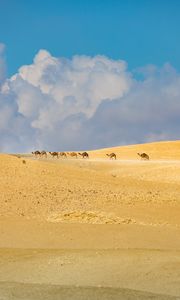 Превью обои верблюды, животные, пустыня, песок, облака, пейзаж