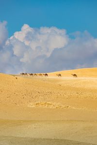 Превью обои верблюды, животные, пустыня, песок, облака, пейзаж