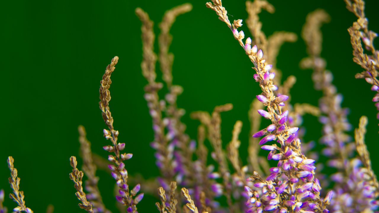 Обои вереск, цветы, растение, макро, фиолетовый