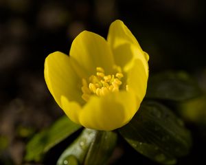 Превью обои весенник, цветок, лепестки, макро, желтый