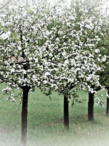 Превью обои весна, деревья, цветение, яблони, сад