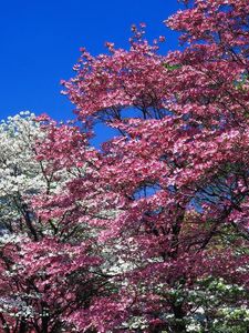 Превью обои весна, деревья, цветение, розовые, белые, цветы