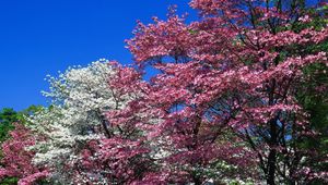 Превью обои весна, деревья, цветение, розовые, белые, цветы