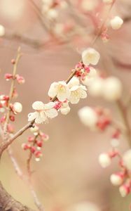 Превью обои весна, дерево, цветение, цветы