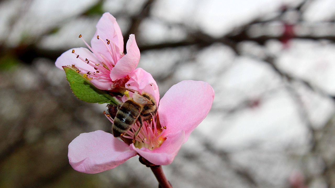 Обои весна, персик, пчела
