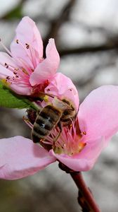 Превью обои весна, персик, пчела
