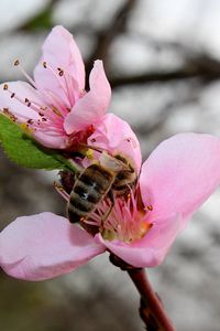 Превью обои весна, персик, пчела