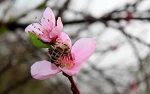 Превью обои весна, персик, пчела