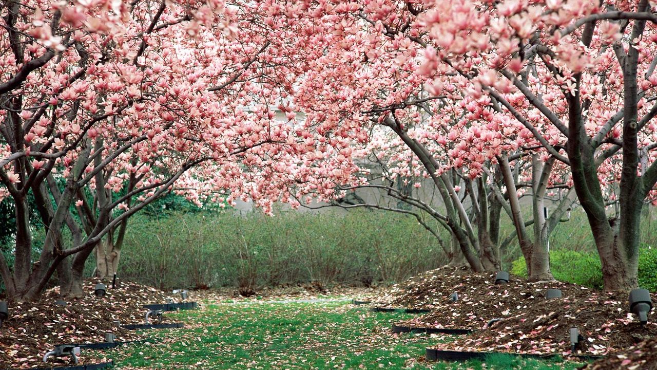 Обои весна, сад, цветение, деревья, розовый