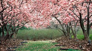 Превью обои весна, сад, цветение, деревья, розовый