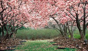 Превью обои весна, сад, цветение, деревья, розовый