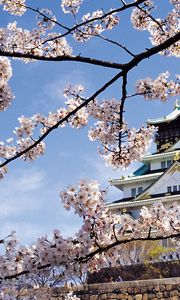 Превью обои весна, сакура, цветение, дворец, япония, архитектура