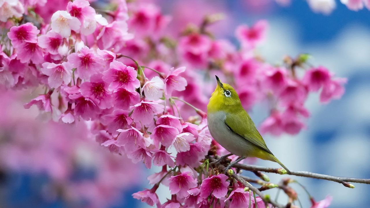 Обои весна, сакура, ветка, цветы, красота, японский белый глаз