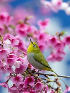 Превью обои весна, сакура, ветка, цветы, красота, японский белый глаз