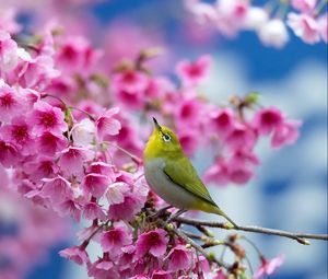 Превью обои весна, сакура, ветка, цветы, красота, японский белый глаз