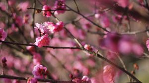 Превью обои весна, цветы, бутоны, розовый, ветки, размытие