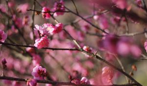 Превью обои весна, цветы, бутоны, розовый, ветки, размытие
