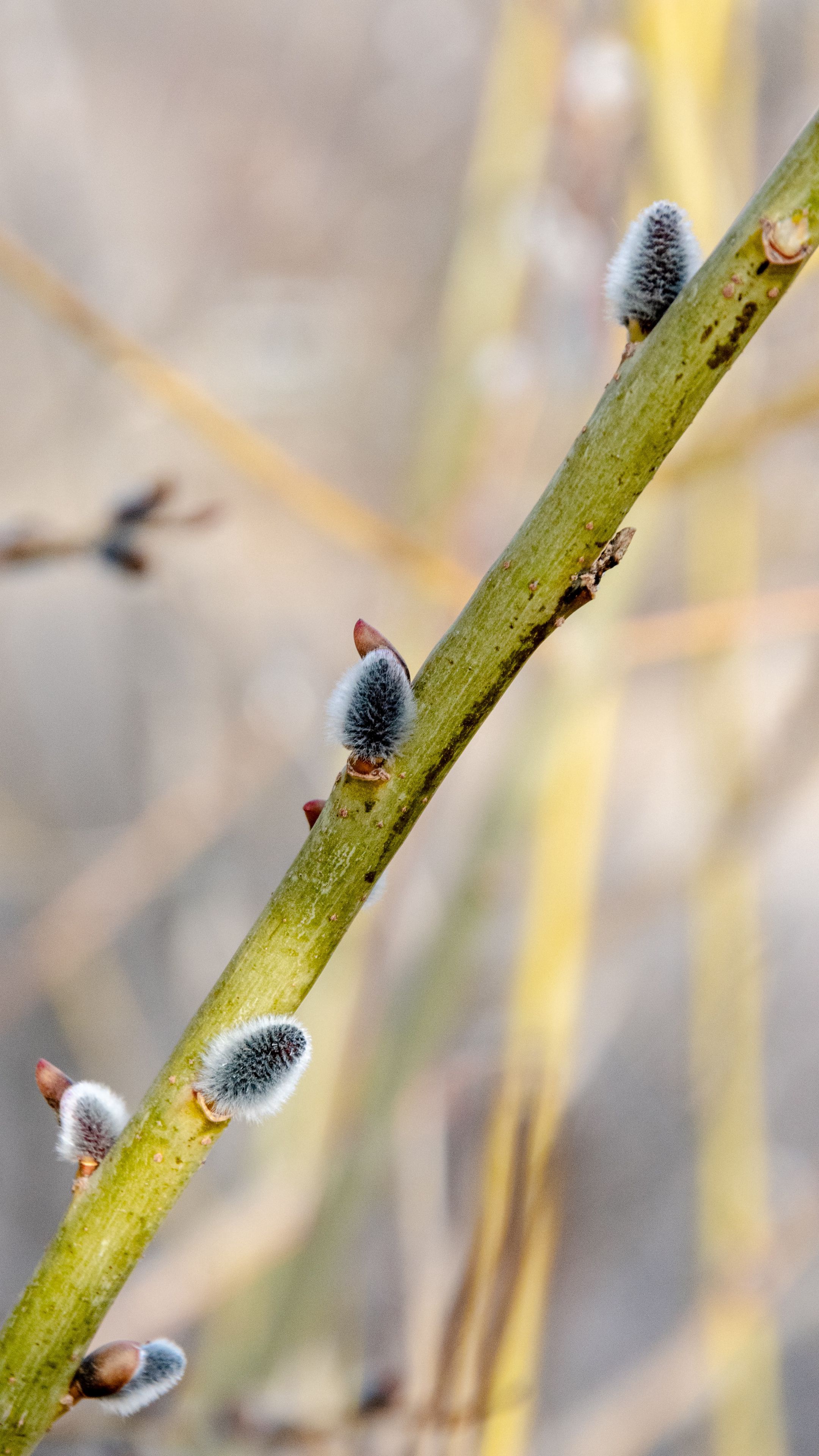Верба с пушистыми почками. С чем можно сравнить весенние почки вербы. Почки вербы. Красивая верба. Веточка вербы.