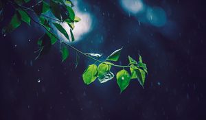 Превью обои ветка, блики, листья, дождь