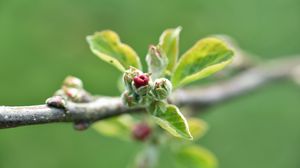 Превью обои ветка, бутон, листья, макро, весна
