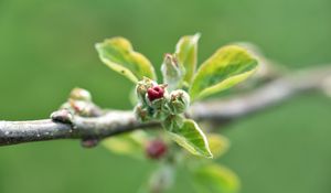 Превью обои ветка, бутон, листья, макро, весна