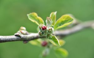 Превью обои ветка, бутон, листья, макро, весна