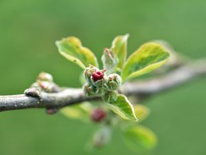 Превью обои ветка, бутон, листья, макро, весна