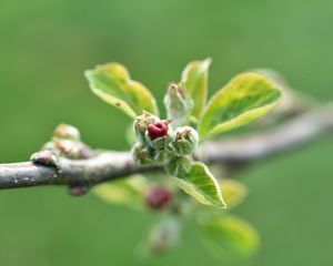 Превью обои ветка, бутон, листья, макро, весна