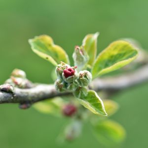 Превью обои ветка, бутон, листья, макро, весна