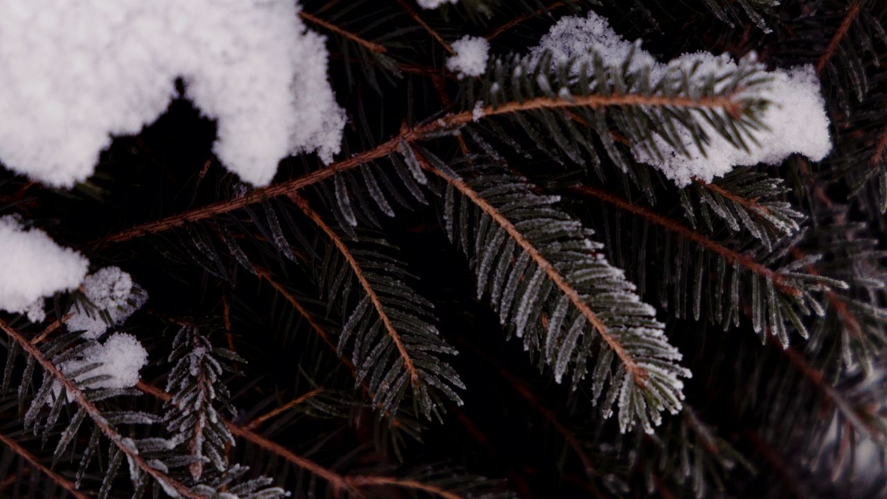 Обои ветка, дерево, иголки, снег, макро