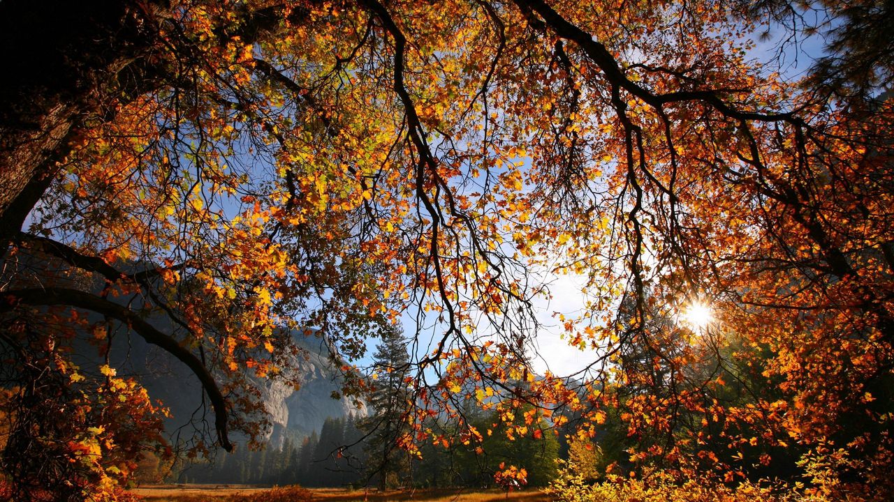 Обои ветка, дерево, солнце, осень, листья, желтый, золото, просвет
