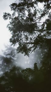 Превью обои ветка, дерево, туман, листья