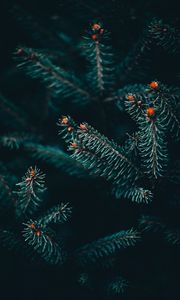 Превью обои ветка, ель, колючки, зеленый
