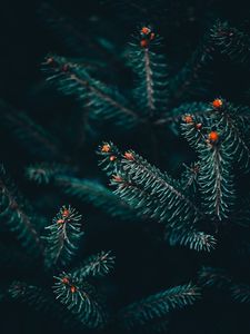 Превью обои ветка, ель, колючки, зеленый
