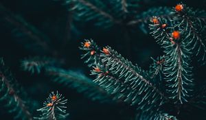 Превью обои ветка, ель, колючки, зеленый