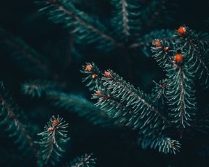 Превью обои ветка, ель, колючки, зеленый