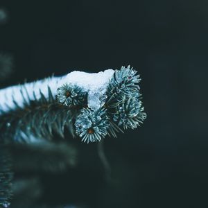 Превью обои ветка, ель, снег, зима, макро