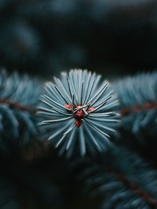 Превью обои ветка, елка, иголки, макро, вечнозеленый