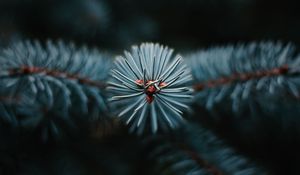 Превью обои ветка, елка, иголки, макро, вечнозеленый