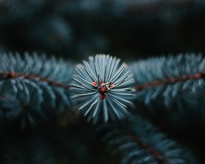 Превью обои ветка, елка, иголки, макро, вечнозеленый