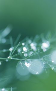 Превью обои ветка, хвоя, капли, вода, размытие