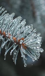 Превью обои ветка, хвоя, лед, капли, макро