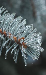 Превью обои ветка, хвоя, лед, капли, макро