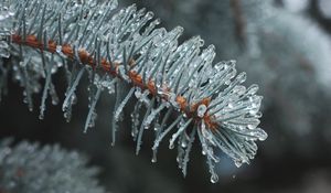 Превью обои ветка, хвоя, лед, капли, макро