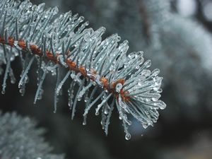 Превью обои ветка, хвоя, лед, капли, макро