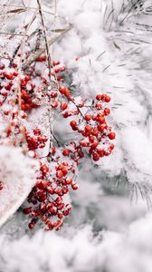 Превью обои ветка, ягоды, снег, красный, растение