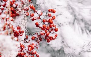 Превью обои ветка, ягоды, снег, красный, растение