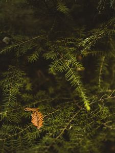 Превью обои ветка, иголки, дерево, зеленый, макро