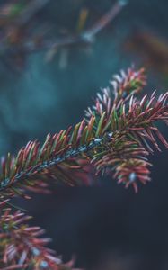 Превью обои ветка, иголки, куст, макро, крупным планом