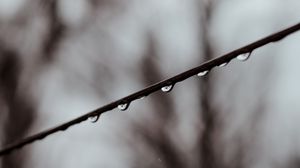 Превью обои ветка, капли, вода, макро